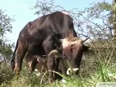 An extremely thorough dental procedure for a bull